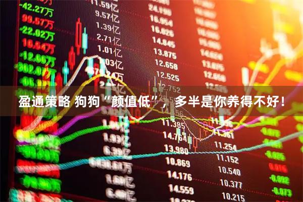 盈通策略 狗狗“颜值低”，多半是你养得不好！